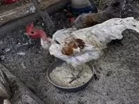 Chickens — fotografija 2
