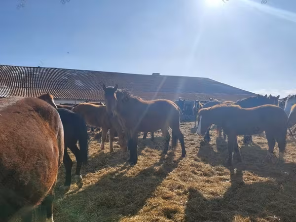 Chevaux (lot, sexe non indiqué), Horse breed