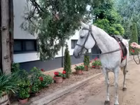 Caballo, Caballos — foto 5