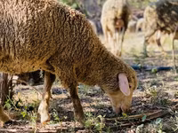 Ovan, Merinoland sheep — fotografija 7