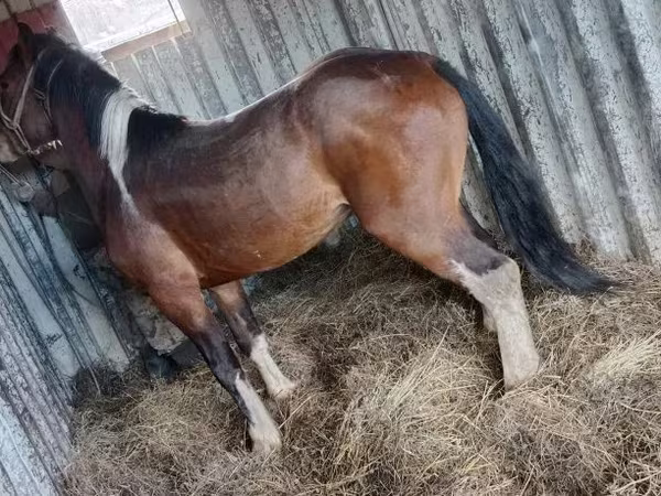 Pastuv, Altai horse