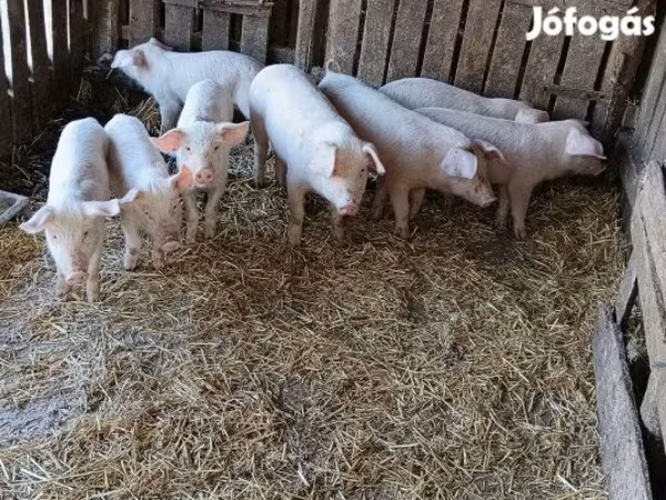 Boar, Pigs