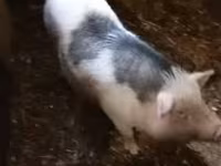 母猪, Вьетнамская вислобрюхая — 照片 2