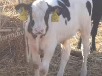 Bulle, Holstein-Rasse — Foto 1