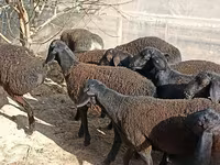Ovce (partija, pol nije naveden), Tajik sheep — fotografija 3