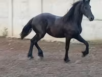 母马, Horses — 照片 7