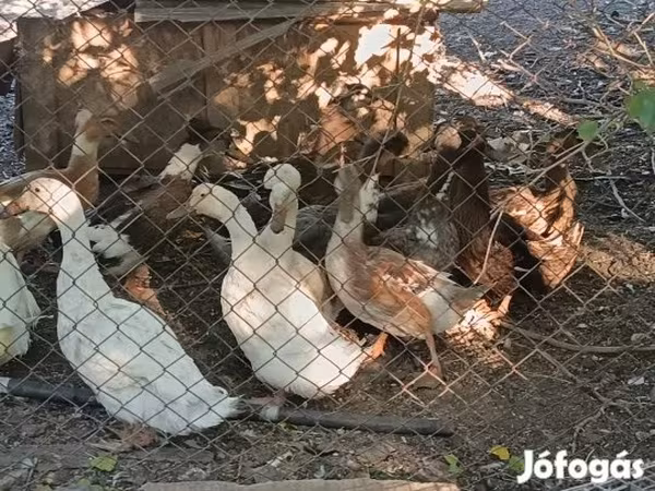 كريستد