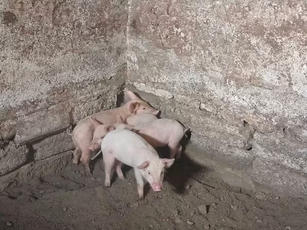 Krmača, Свиње