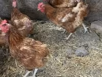Chickens — 写真 1