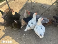 أميروكانا — الصورة 3