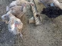 Turkeys — zdjęcie 1