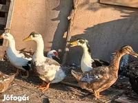 Ducks — foto 4