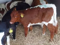 Bik, Simmental cattle — fotografija 3
