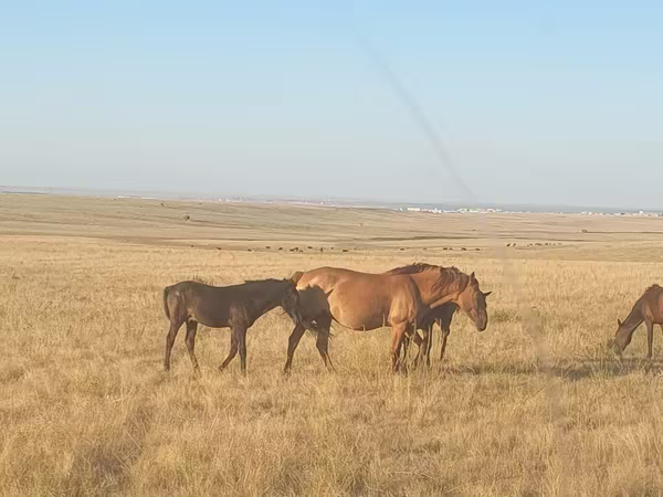 Kobyła, Kazakh horse