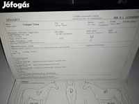 公马, Lipizzaner — 照片 4