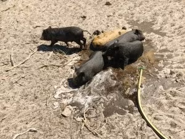 خنزير ذكر, Вьетнамская вислобрюхая
