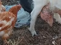 बकरा, Saanen goat — फ़ोटो 2
