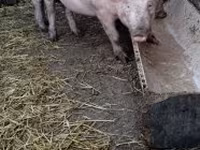 Boar, Pigs — photo 2