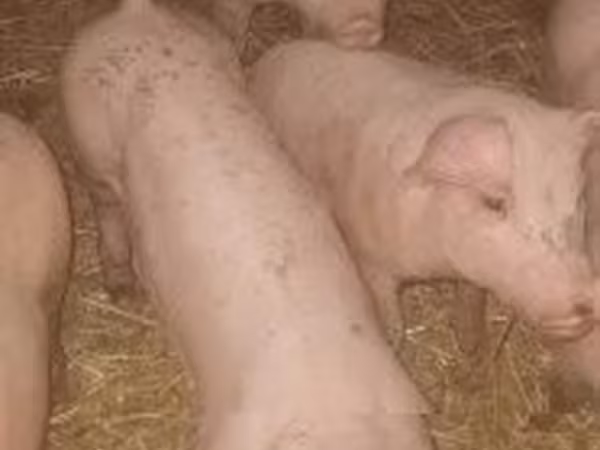 Porca,  — Hungria
