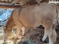 Krava, Simmental cattle — fotografija 1