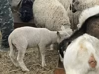 母羊, Sheep — 照片 4