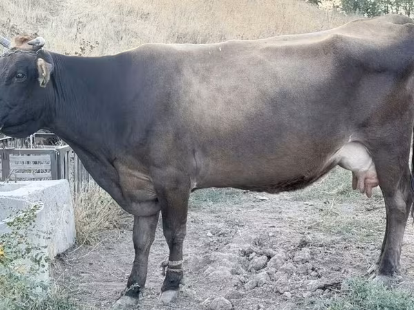 Krava, Ukrainian Brown Dairy Cattle