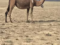Kamile (partija, pol nije naveden), Anafi camel — fotografija 2