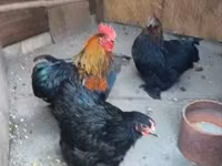 Chickens — zdjęcie 2