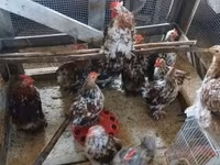 Chickens — फ़ोटो 2