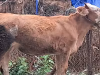 Bull, Simmental cattle — photo 3