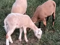 Қошқар, Cameroon sheep — 1-сурет