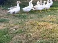 Geese — foto 2