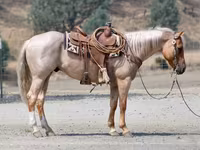 Horse (M), Quarter Horse — photo 3