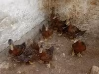 Ducks — फ़ोटो 1