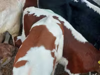 公牛, Simmental cattle — 照片 3