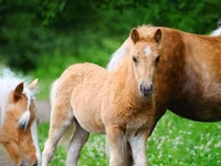 Pferde (Partie, Geschlecht nicht angegeben), Shetland Pony — Foto 2