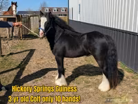 Pastuv, Gypsy horse — fotografija 4