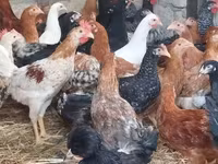 Chickens — fotografija 1