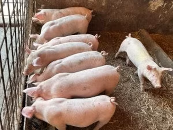 Pigs (batch, sex not specified), Крупная белая