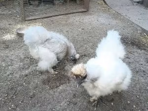 Датская несушка