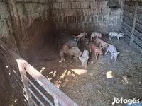 Cerda, Cerdos — foto 4