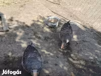 Geese — photo 2