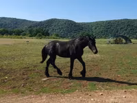 Koń, Friesian — zdjęcie 2