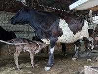 İnək, Russian Black pied cattle — foto 2