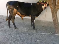 Бик, Russian Black pied cattle — фото 3