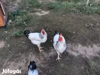 ससेक्स — फ़ोटो 3