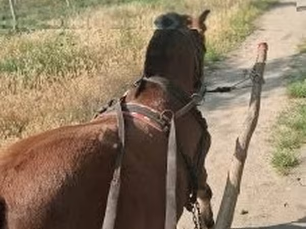 Horse (M), Horses