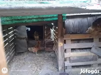 Chickens — Foto 3