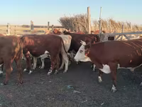 Bull, Simmental cattle — photo 2