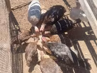 Turkeys — foto 2